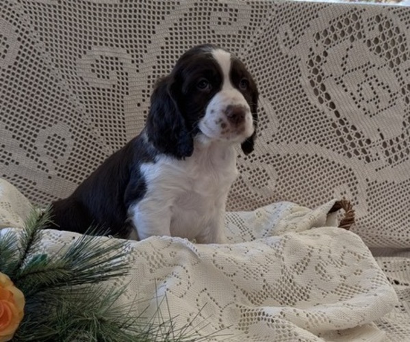 Medium Photo #4 English Springer Spaniel Puppy For Sale in OWEN, WI, USA