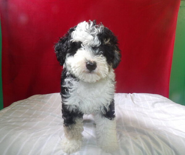 Medium Photo #9 Bernedoodle Puppy For Sale in PATERSON, NJ, USA