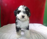 Small Photo #9 Bernedoodle Puppy For Sale in PATERSON, NJ, USA