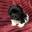 Small Photo #12 Havanese Puppy For Sale in HOUSTON, TX, USA