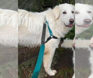Howie - Male Great Pyrenees Dog for Adoption - Photo #8