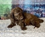 Small Photo #2 Miniature Australian Shepherd-Miniature Bernedoodle Mix Puppy For Sale in BLUE SPRINGS, MO, USA