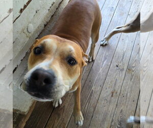 Brownie (Courtesy Listing) - Male Mutt Dog for Adoption - Photo #2