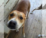 Small Photo #2 Mutt Puppy For Sale in Williamsburg, IA, USA