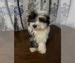 Small #43 Havanese