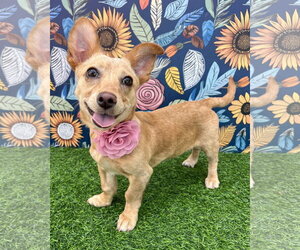 Chihuahua-Unknown Mix Dogs for adoption in Corona, CA, USA