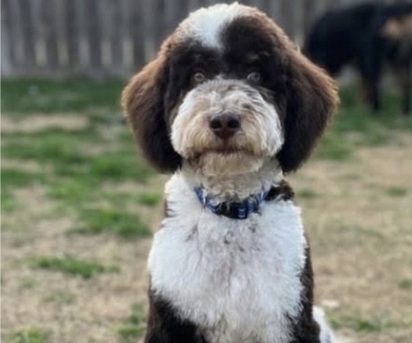 Medium Photo #1 Bernedoodle (Miniature) Puppy For Sale in LUBBOCK, TX, USA