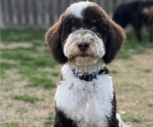 Father of the Bernedoodle (Miniature) puppies born on 04/01/2026