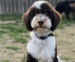 Small Photo #1 Bernedoodle (Miniature) Puppy For Sale in LUBBOCK, TX, USA