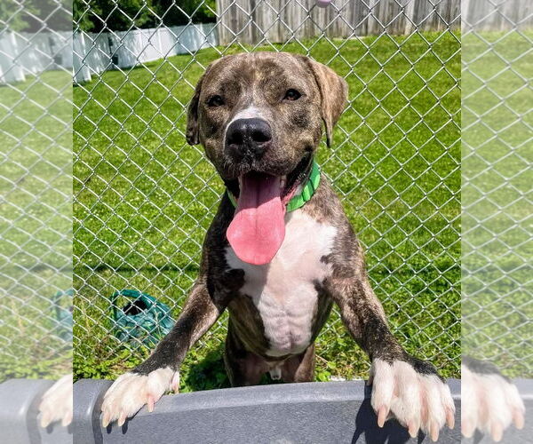 Medium Photo #43 American Pit Bull Terrier-Mountain Cur Mix Puppy For Sale in Rockaway, NJ, USA