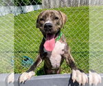 Small #42 American Pit Bull Terrier-Mountain Cur Mix