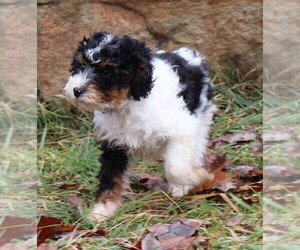 Miniature Bernedoodle Puppy for Sale in MARION CENTER, Pennsylvania USA