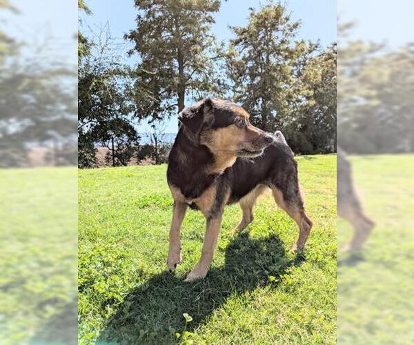 Medium Photo #1 Mutt Puppy For Sale in San Martin, CA, USA