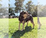 Small Mutt