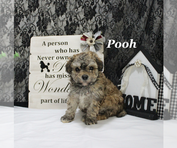 Medium Photo #2 Poodle (Toy) Puppy For Sale in CHANUTE, KS, USA