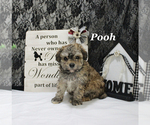 Small #1 Poodle (Toy)