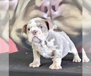 English Bulldog Puppy for sale in SARATOGA, CA, USA