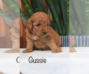 Goldendoodle-Poodle (Toy) Mix Puppy for sale in CAPON BRIDGE, WV, USA