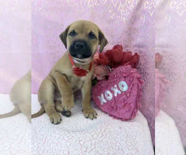 Medium Photo #2 Labrottie Puppy For Sale in Lakewood, CO, USA