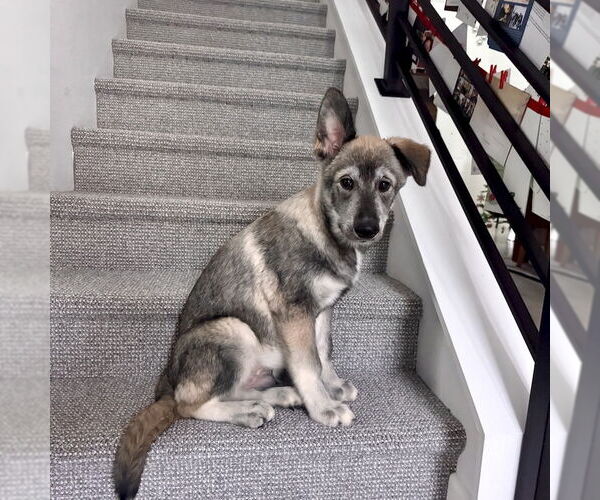 Medium Photo #7 Siberian Husky-Unknown Mix Puppy For Sale in San Juan Capistrano, CA, USA