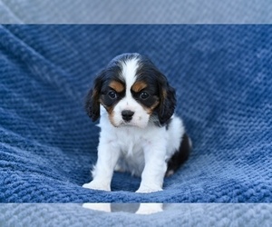 Cavalier King Charles Spaniel Puppy for sale in MILLERSBURG, OH, USA