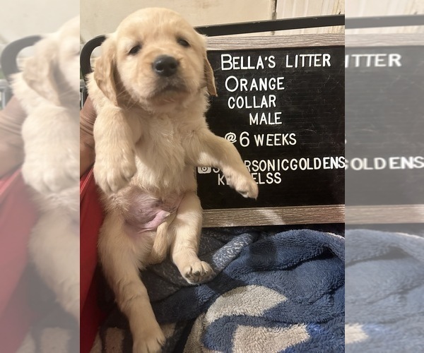 Medium Photo #8 Golden Retriever Puppy For Sale in ONTARIO, CA, USA