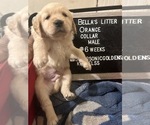 Small Photo #8 Golden Retriever Puppy For Sale in ONTARIO, CA, USA
