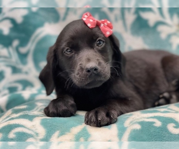 Medium Photo #13 Labrador Retriever Puppy For Sale in LAKELAND, FL, USA