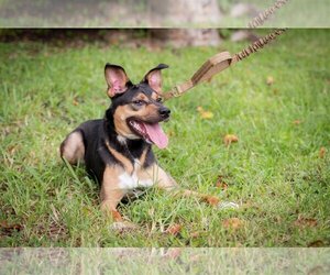 Mutt Dogs for adoption in Royal Palm Beach, FL, USA