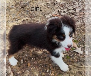 Miniature Australian Shepherd Puppy for sale in AMITY, AR, USA