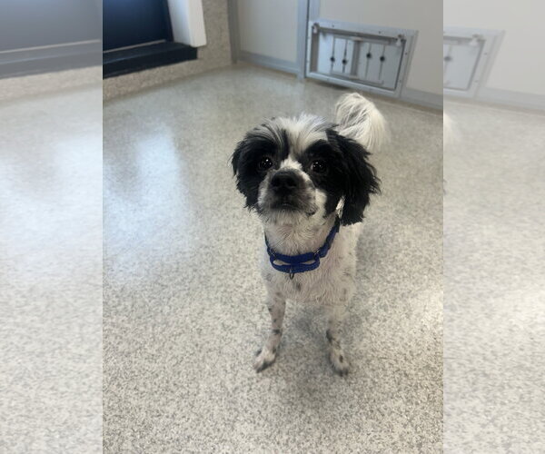 Medium Photo #1 Shih-Poo Puppy For Sale in Lancaster, PA, USA