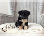 Puppy Atlas Miniature Australian Shepherd