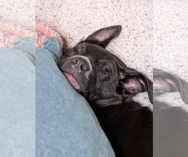 Medium Photo #6 Mutt Puppy For Sale in Mount Laurel, NJ, USA
