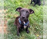 Small #4 Dachshund-Retriever  Mix