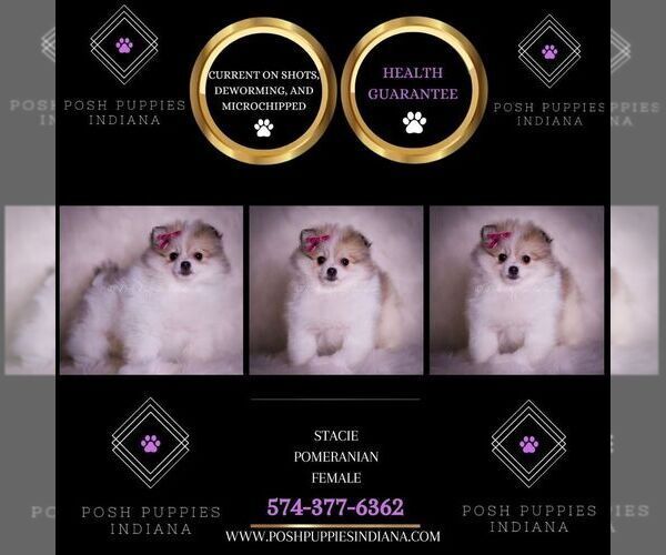 Medium Photo #2 Pomeranian Puppy For Sale in WARSAW, IN, USA