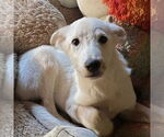 Small #1 Labrador Retriever Mix