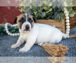 Puppy Beckett Jack Russell Terrier