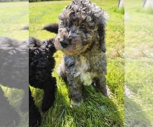 Goldendoodle Puppy for sale in BATTLE GROUND, WA, USA