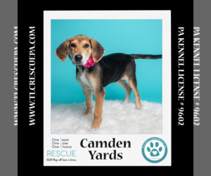 Medium Coonhound-Labrador Retriever Mix