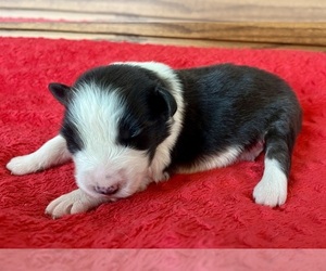 Australian Shepherd Puppy for sale in LODA, IL, USA