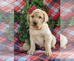 Small Photo #3 Labrador Retriever Puppy For Sale in CHRISTIANA, PA, USA