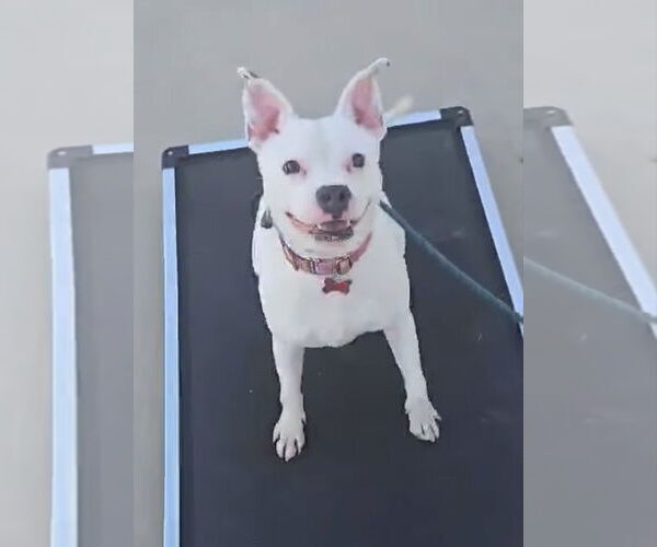 Medium Photo #1 Bullboxer Pit Puppy For Sale in phoenix, AZ, USA