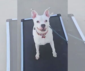 Bullboxer Pit Dogs for adoption in phoenix, AZ, USA