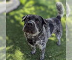 Small #5 Mutt