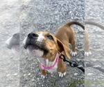 Small #3 Bullboxer Pit