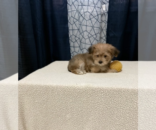 Medium Photo #1 Yorkshire Terrier Puppy For Sale in BENSON, NC, USA