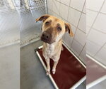 Small #1 Labrador Retriever Mix