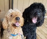Small Photo #1 Goldendoodle Puppy For Sale in LODI, CA, USA