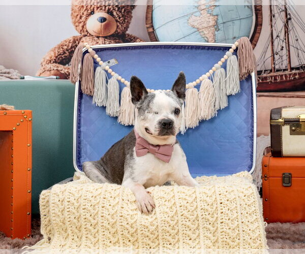 Medium Photo #1 Boston Terrier Puppy For Sale in Huntington Beach, CA, USA