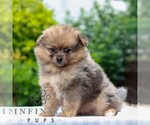 Thomas - Male Pomeranian Puppy for Sale - Photo #2